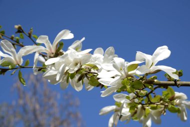 Magnolia, manolya familyasından büyük bir bitki cinsidir.