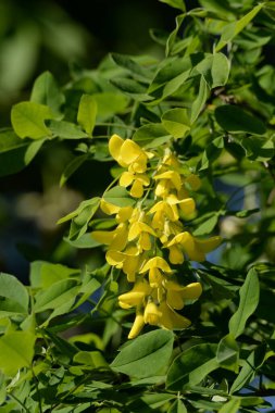 Altın yağmur veya Laburnum (lat. Laburnum)