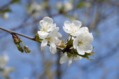 Bahar çiçekleri. Pricot, kayısı, sırık, daha fazla. Çiçek, çiçek.
