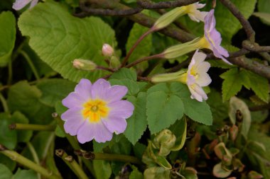 Çuha çiçeği veya çuha çiçeği (Primula)