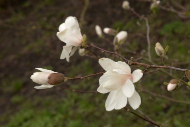 Magnolia, manolya familyasından büyük bir bitki cinsidir.