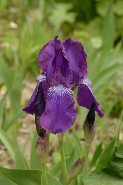 Roosters Irises Latin Iris — Photo