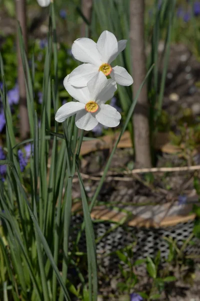 Narcisse Narcisse Est Genre Plantes Monocotylédones Famille Des Amaryllis — Photo