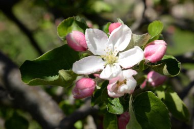 Beyaz elma çiçeği, bahar.