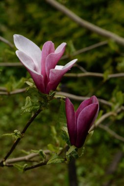 Magnolia, manolya familyasından büyük bir bitki cinsidir.