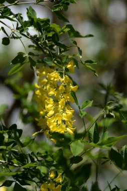 Altın yağmur veya Laburnum (lat. Laburnum)