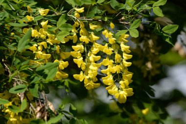 Altın yağmur veya Laburnum (lat. Laburnum)