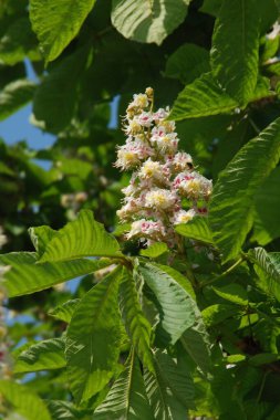 Chestnut (Castanea Tourn), kayın familyasından bir yaprak ağacı cinsidir.