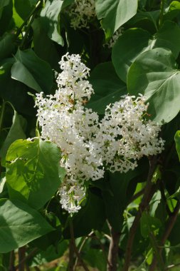Sıradan yaban domuzu (Şırınga bayağılığı))