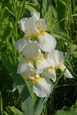 Horozlar veya irisler (Latin Iris)
