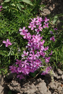Phlox subulate (lat. Phlox subulata) - Bitkisel bitkiler