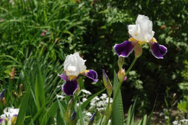 Roosters or irises (Latin Iris)