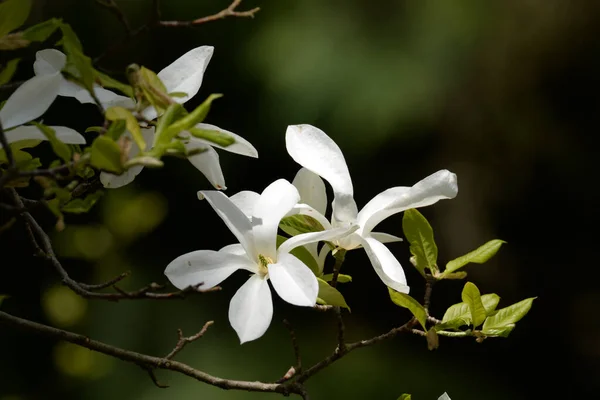 Magnolia Jest Dużym Rodzajem Roślin Rodziny Magnolii — Zdjęcie stockowe