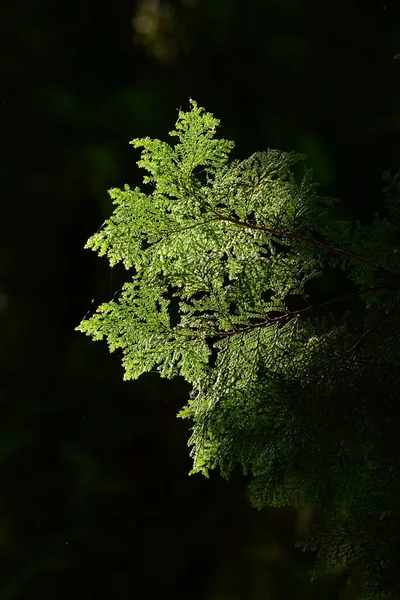 Thuja Genus Evergreen Coniferous Trees Shrubs Cypress Family — Stock fotografie