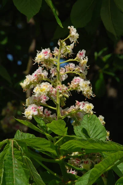 Castanea Tourn Género Botânico Pertencente Família Asteraceae — Fotografia de Stock