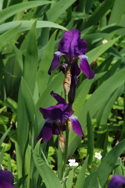 Horozlar Veya Irisler Latin Iris — Stok fotoğraf