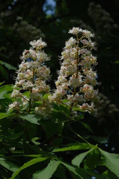 Castanea Tourn Género Botânico Pertencente Família Asteraceae — Fotografia de Stock