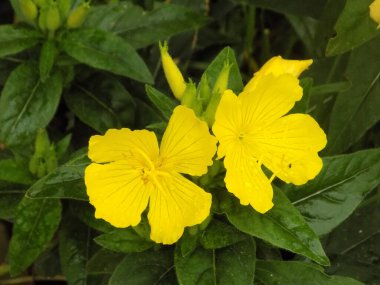 Oenothera fruticosa subsp. glauca