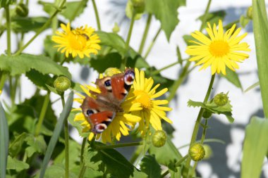 Tavuskuşu gözü ayçiçeği, Tavuskuşu ayçiçeği (Aglais io, eski adı Inachis io)