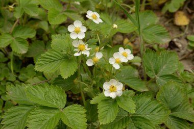 Papatya çayı ya da papatya çayı. Papatya veya papatya çayı her yıl yüksek dallı bir bitki cinsidir.