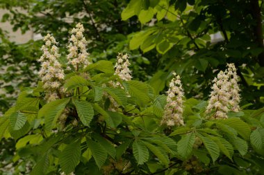 Chestnut (Castanea Tourn), kayın familyasından bir yaprak ağacı cinsidir.