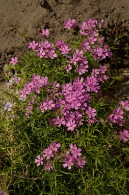 Phlox subulate (lat. Phlox subulata) - Bitkisel bitkiler