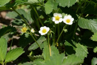 Çilek veya çilek (Fragria)
