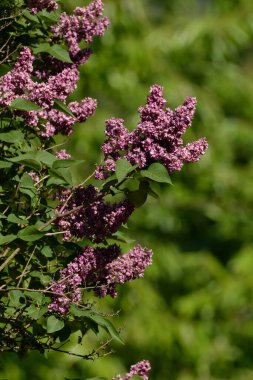 Sıradan yaban domuzu (Şırınga bayağılığı))