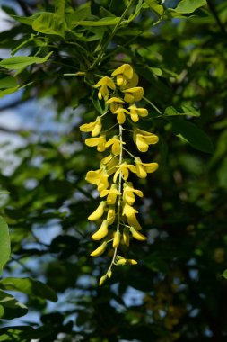 Altın yağmur veya Laburnum (lat. Laburnum)