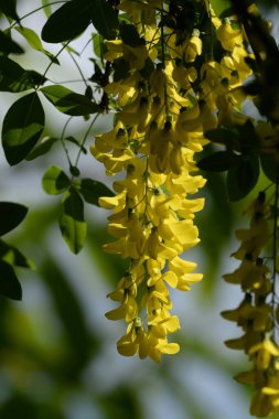 Altın yağmur veya Laburnum (lat. Laburnum)