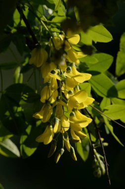 Altın yağmur veya Laburnum (lat. Laburnum)