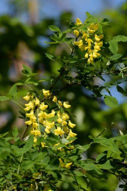 Altın yağmur veya Laburnum (lat. Laburnum)