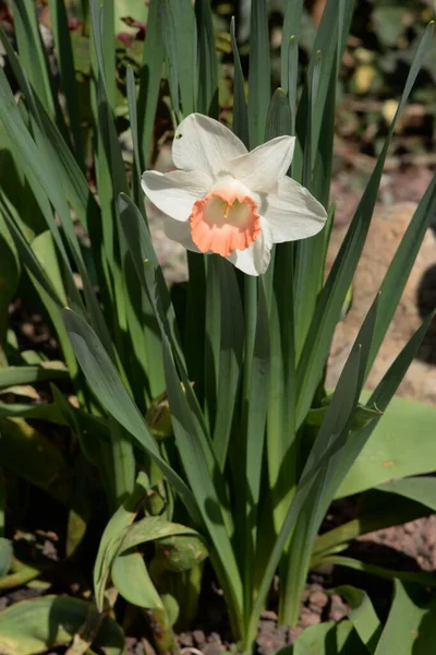 Narcissus (Narcissus), Amarillis familyasından bir bitki cinsidir..