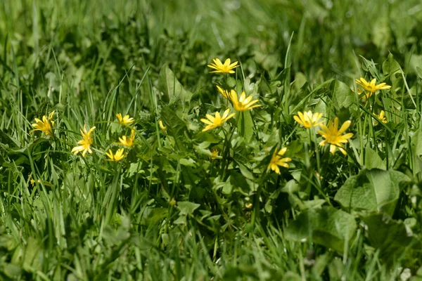 Frühling Kornblume Oder Kornblume Ficaria Verna Synonym Ranunculus Ficaria — Stockfoto