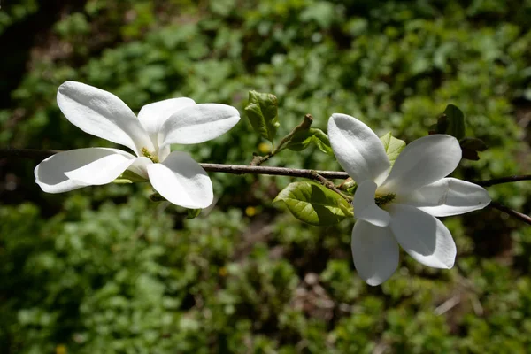 Magnolia Jest Dużym Rodzajem Roślin Rodziny Magnolii — Zdjęcie stockowe