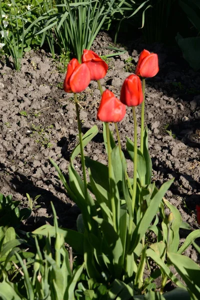 Tulipa Jardim Tulipa Gesneriana — Fotografia de Stock