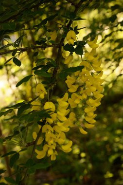 Altın yağmur veya Laburnum (lat. Laburnum)