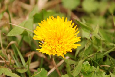 Dandelion (Tarxacum) - Paskalya ailesinin (Latince Asteraceae) daimi bitki cinsi.)