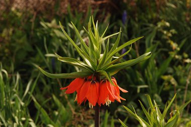 Fritillaria emperialis, zambak familyasının uzun ömürlü bir bitkisidir..