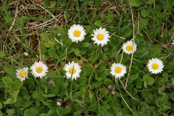 Chamomile Chamomile Genus Annual Highly Branched Plants — Stockfoto