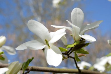 Magnolia, manolya familyasından büyük bir bitki cinsidir.