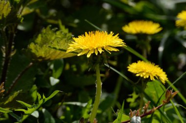 Dandelion (Tarxacum) - Paskalya ailesinin (Latince Asteraceae) daimi bitki cinsi.)