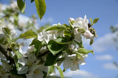 Beyaz elma çiçeği, bahar.