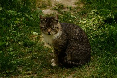 Kedi kedisi (Latince Felis Silvestris catus), kedigiller (Felis) familyasından bir kedi türü.)