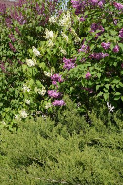 Sıradan yaban domuzu (Şırınga bayağılığı))