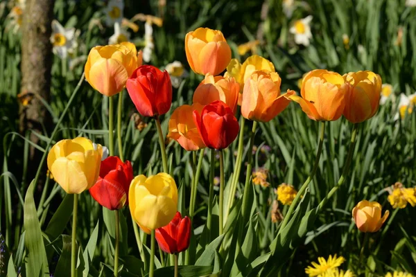 Garden Tulip Tulipa Gesneriana — Stock Photo, Image