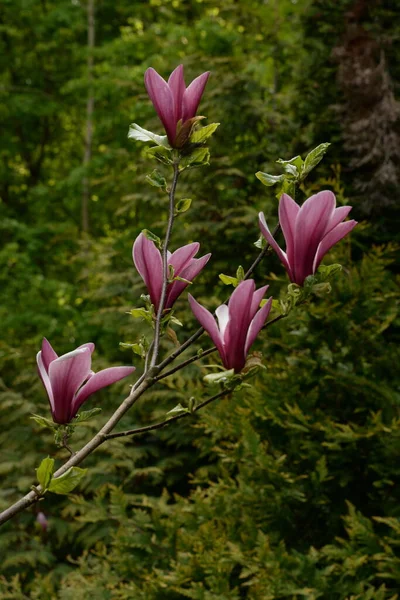 Magnolia Género Botânico Pertencente Família Magnolia — Fotografia de Stock