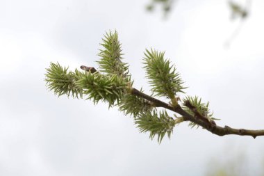 Willow (tükürük L.), şerif yardımcısı. söğüt