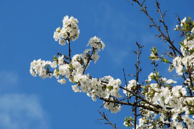 Bahar çiçekleri. Pricot, kayısı, sırık, daha fazla. Çiçek, çiçek.