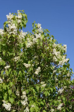 Sıradan yaban domuzu (Şırınga bayağılığı))